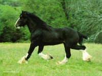 /album/infos-chevaux/real-8445-cheval-noir-chaussettes-blanches-jpg/