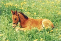 /album/infos-chevaux/a4-1r5rn-jpg/